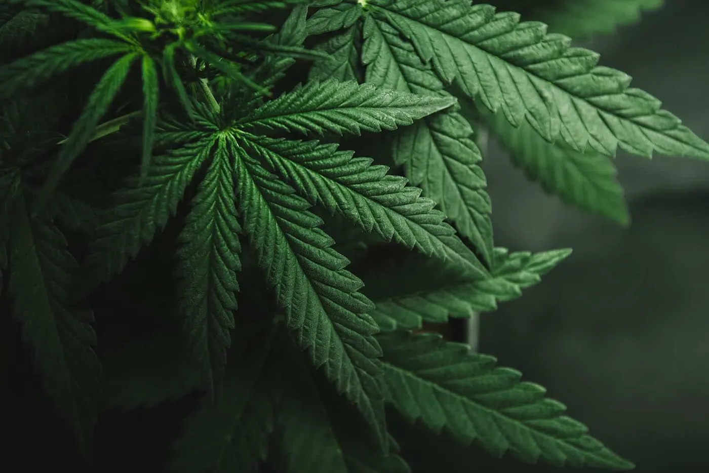 Close-up of green cannabis plant leaves in dark indoor growing environment